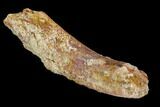 Fossil Dinosaur Rib Bone Section - Morocco #110156-2